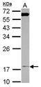 Translocase Of Inner Mitochondrial Membrane 17A antibody, LS-C155419, Lifespan Biosciences, Western Blot image 