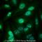 KI-67 antibody, NB110-89717, Novus Biologicals, Immunofluorescence image 