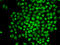 CCCTC-Binding Factor Like antibody, LS-C334525, Lifespan Biosciences, Immunofluorescence image 