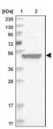 RUN And SH3 Domain Containing 1 antibody, PA5-56299, Invitrogen Antibodies, Western Blot image 