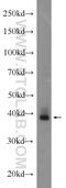 Adenosine A1 Receptor antibody, 20332-1-AP, Proteintech Group, Western Blot image 