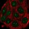 Autophagy Related 10 antibody, NBP2-38524, Novus Biologicals, Immunofluorescence image 