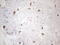 c-Kit antibody, LS-C798598, Lifespan Biosciences, Immunohistochemistry paraffin image 