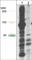 Phosphoserine antibody, PP2551, ECM Biosciences, Western Blot image 