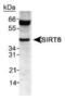 Sirtuin 6 antibody, PA1-16958, Invitrogen Antibodies, Western Blot image 