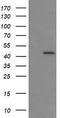 Indoleamine 2,3-Dioxygenase 1 antibody, TA506376AM, Origene, Western Blot image 