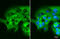Mechanistic Target Of Rapamycin Kinase antibody, GTX101557, GeneTex, Immunocytochemistry image 