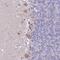 PRP antibody, NBP2-38508, Novus Biologicals, Immunohistochemistry paraffin image 
