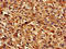 Transmembrane Protein 43 antibody, LS-C679831, Lifespan Biosciences, Immunohistochemistry paraffin image 