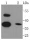 Caspase 1 antibody, NBP2-67487, Novus Biologicals, Western Blot image 