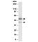 Thioredoxin domain-containing protein 5 antibody, R35557-100UG, NSJ Bioreagents, Western Blot image 