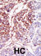 Casein Kinase 1 Gamma 3 antibody, abx033379, Abbexa, Immunohistochemistry frozen image 