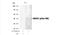 Mitogen-Activated Protein Kinase Kinase 3 antibody, NB100-82048, Novus Biologicals, Western Blot image 