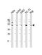 Ribosomal Protein L4 antibody, 61-310, ProSci, Western Blot image 