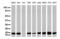 NME/NM23 Nucleoside Diphosphate Kinase 1 antibody, LS-C796836, Lifespan Biosciences, Western Blot image 