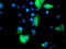 Sirtuin 5 antibody, TA503292, Origene, Immunofluorescence image 