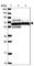 Protein downstream neighbor of Son antibody, HPA049033, Atlas Antibodies, Western Blot image 
