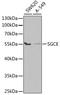 ESG antibody, A5330, ABclonal Technology, Western Blot image 