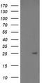 Peptide Deformylase, Mitochondrial antibody, TA502989, Origene, Western Blot image 