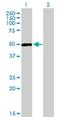 DNA excision repair protein ERCC-6-like antibody, H00054821-M01, Novus Biologicals, Western Blot image 
