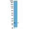 H2A Histone Family Member X antibody, GTX33597, GeneTex, Western Blot image 