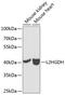 L-2-Hydroxyglutarate Dehydrogenase antibody, GTX32695, GeneTex, Western Blot image 