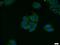 Mitochondrially Encoded Cytochrome B antibody, 55090-1-AP, Proteintech Group, Immunofluorescence image 