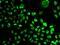 Septin 7 antibody, GTX32981, GeneTex, Immunofluorescence image 