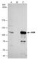 Nibrin antibody, GTX103229, GeneTex, Immunoprecipitation image 