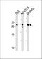 Ring Finger Protein 166 antibody, A15709-1, Boster Biological Technology, Western Blot image 