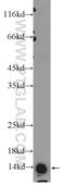 GABA Type A Receptor Associated Protein Like 2 antibody, 10704-1-AP, Proteintech Group, Western Blot image 