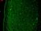 Potassium Voltage-Gated Channel Subfamily Q Member 4 antibody, MA5-27653, Invitrogen Antibodies, Immunohistochemistry frozen image 