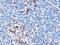 Interferon Induced With Helicase C Domain 1 antibody, 45-874, ProSci, Enzyme Linked Immunosorbent Assay image 