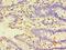 HSPB1 Associated Protein 1 antibody, LS-C371908, Lifespan Biosciences, Immunohistochemistry frozen image 