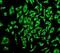 Egl-9 Family Hypoxia Inducible Factor 2 antibody, ab108980, Abcam, Immunofluorescence image 