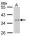 Apoptosis Enhancing Nuclease antibody, PA5-22208, Invitrogen Antibodies, Western Blot image 