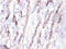 Cystatin C antibody, CSB-PA06196A0Rb, Cusabio, Immunohistochemistry paraffin image 
