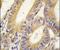 X-Linked Inhibitor Of Apoptosis antibody, PA5-13116, Invitrogen Antibodies, Immunohistochemistry frozen image 