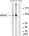 WD Repeat And HMG-Box DNA Binding Protein 1 antibody, PA5-39532, Invitrogen Antibodies, Western Blot image 