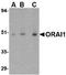 Calcium release-activated calcium channel protein 1 antibody, PA1-74181, Invitrogen Antibodies, Western Blot image 