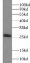 Cytochrome b-c1 complex subunit Rieske, mitochondrial antibody, FNab09282, FineTest, Western Blot image 