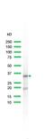 Ribosomal Protein S6 antibody, PA5-32577, Invitrogen Antibodies, Western Blot image 