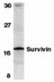 Baculoviral IAP repeat-containing protein 5 antibody, 2237, QED Bioscience, Western Blot image 