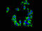 Potassium Two Pore Domain Channel Subfamily K Member 1 antibody, LS-C675041, Lifespan Biosciences, Immunofluorescence image 