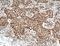 RNA Polymerase II Subunit E antibody, 15217-1-AP, Proteintech Group, Immunohistochemistry frozen image 