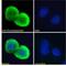 Thrombospondin 1 antibody, NBP2-42522, Novus Biologicals, Immunofluorescence image 