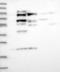 Spartin antibody, NBP1-82982, Novus Biologicals, Western Blot image 