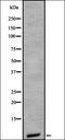 Putative gonadotropin-releasing hormone II receptor antibody, orb335605, Biorbyt, Western Blot image 