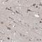 GH3 Domain Containing antibody, FNab03449, FineTest, Immunohistochemistry frozen image 