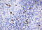 Homeobox D10 antibody, M30724, Boster Biological Technology, Immunohistochemistry paraffin image 